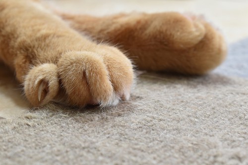 Cat Nails And Carpet Flooring