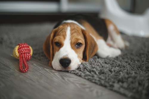 How To Choose Carpet Flooring That Is Pet-friendly And Easy To Clean?