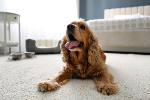 Key Features and Considerations When Selecting Carpets Suitable for Pets
