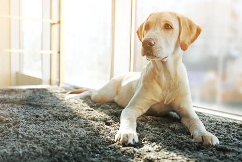  Pet-Friendly Carpets Features to Look Out For