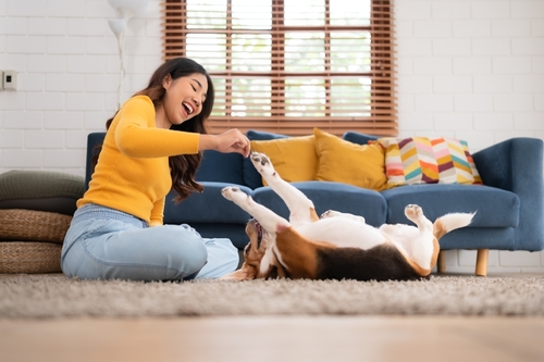Pet-Friendly Carpets Features to Look Out For