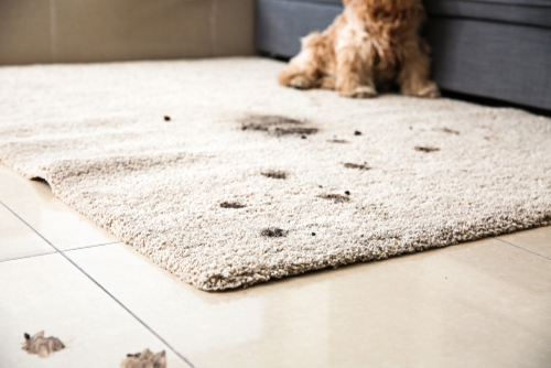 Debunking Myths About Pet-Friendly Carpets