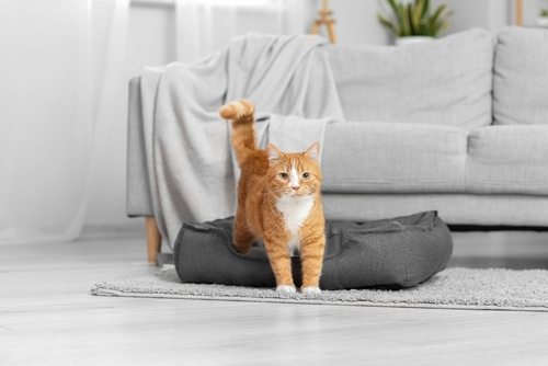 Features to Look for in Pet-Friendly Carpets