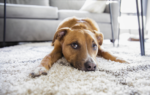 Pet-Friendly Carpets Materials, Maintenance, and Myths